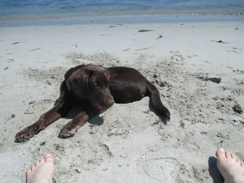 Dog Friendly Hiking at Crystal Crescent Beach Provincial Park - Halifax, NS