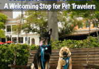 Beaufort, South Carolina: A Welcoming Stop for Pet Travelers - From the Pet Travel Experts at GoPetFriendly.com