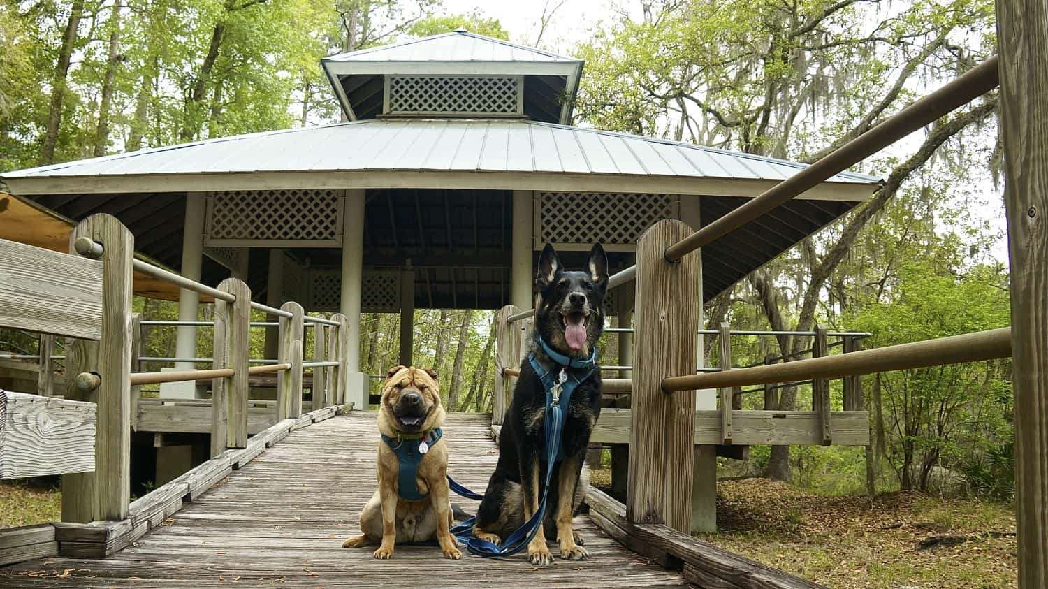 are dogs allowed at glen hills campground