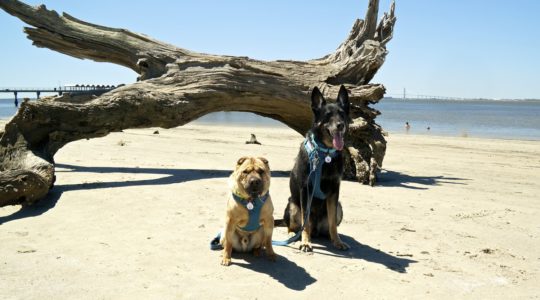 Driftwood Beach - Jekyll Island, GA