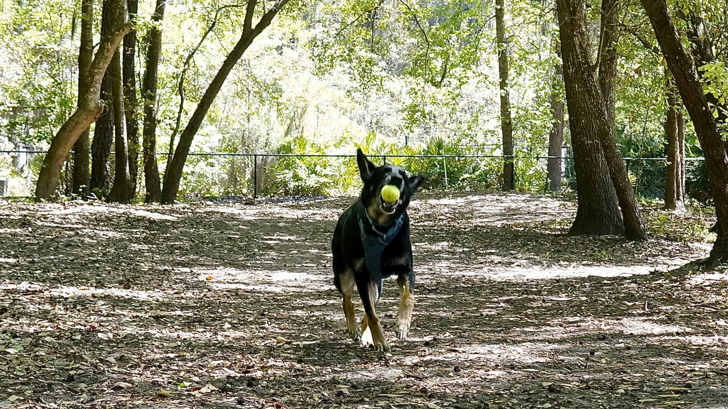 Frederica Park Dog Run - St. Simons Island, GA