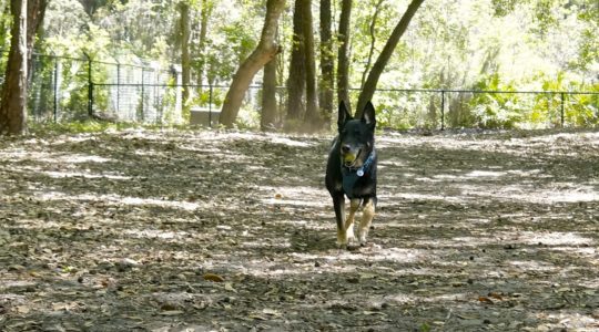 Frederica Park Dog Run - St. Simons Island, GA