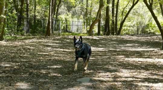 Frederica Park Dog Run - St. Simons Island, GA