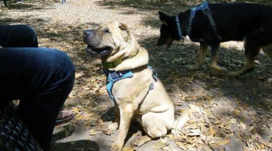 Frederica Park Dog Run - St. Simons Island, GA