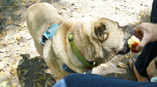 Frederica Park Dog Run - St. Simons Island, GA