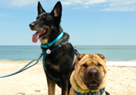 A Dog Friendly Day on the Beach at Maryland's Assateague Island National Seashore from GoPetFriendly.com