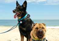 A dog-friendly day on the beach at Assateague Island National Seashore, Maryland (via GoPetFriendly.com)