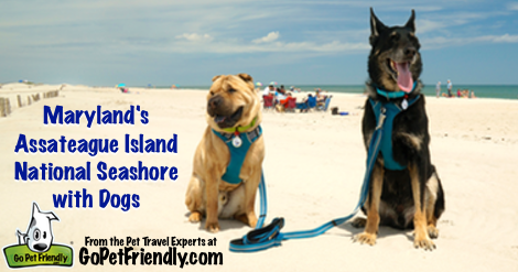 Dog Friendly Beach at Assateague Island National Seashore in Maryland