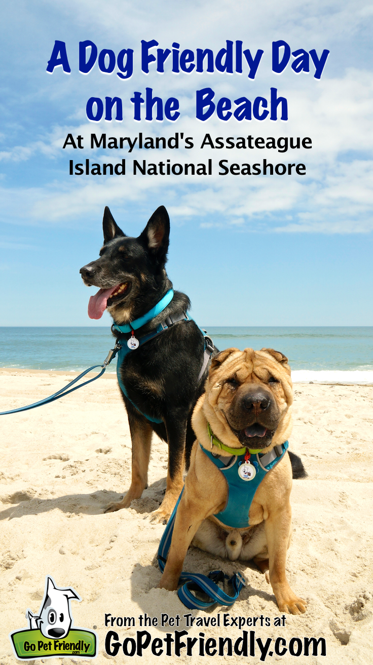 A dog-friendly day on the beach at Assateague Island National Seashore, Maryland (via GoPetFriendly.com)