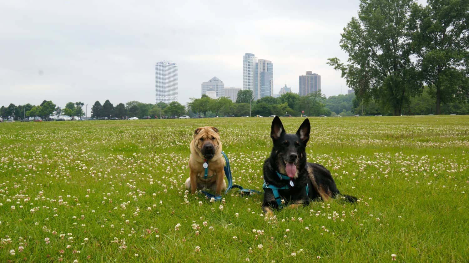 Ty and Buster in Milwaukee, WI