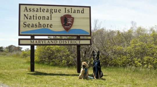 Dog Friendly Beach at Assateague Island National Seashore