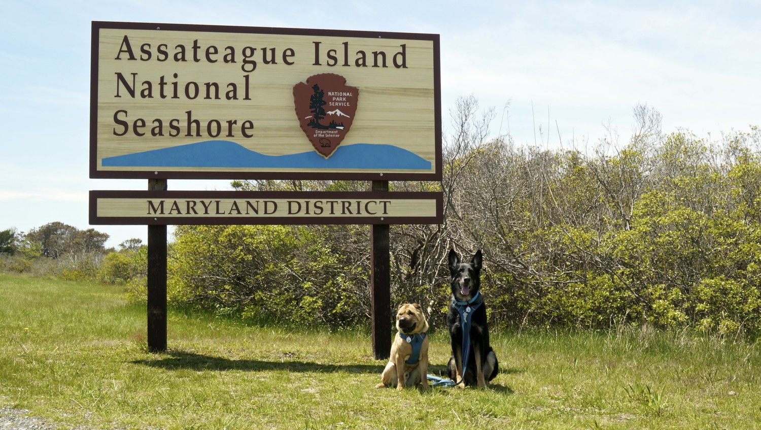 Assateague Island National Seashore Dog Friendly Beach