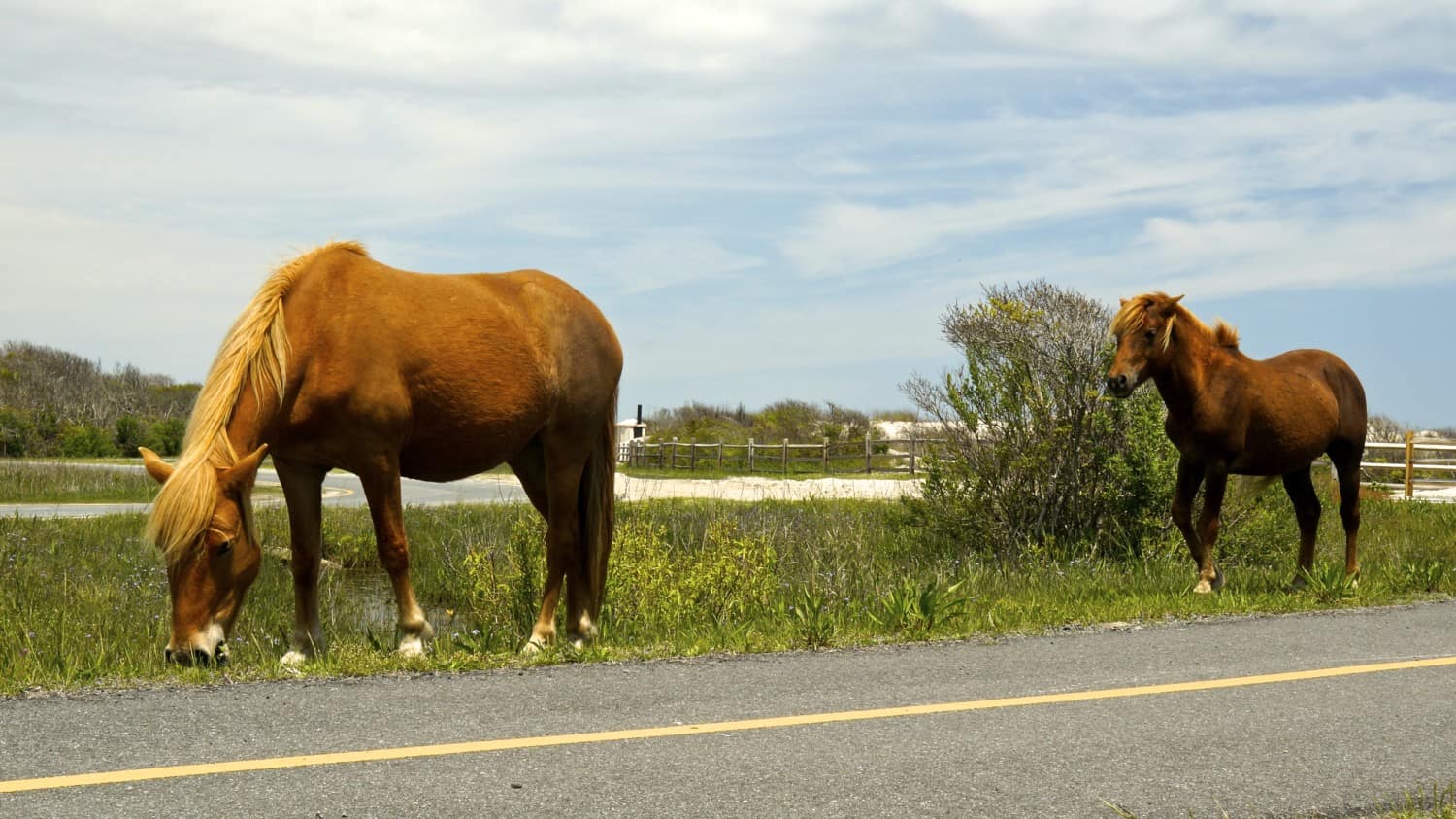 Dog Friendly Beach at Assateague Island National Seashore