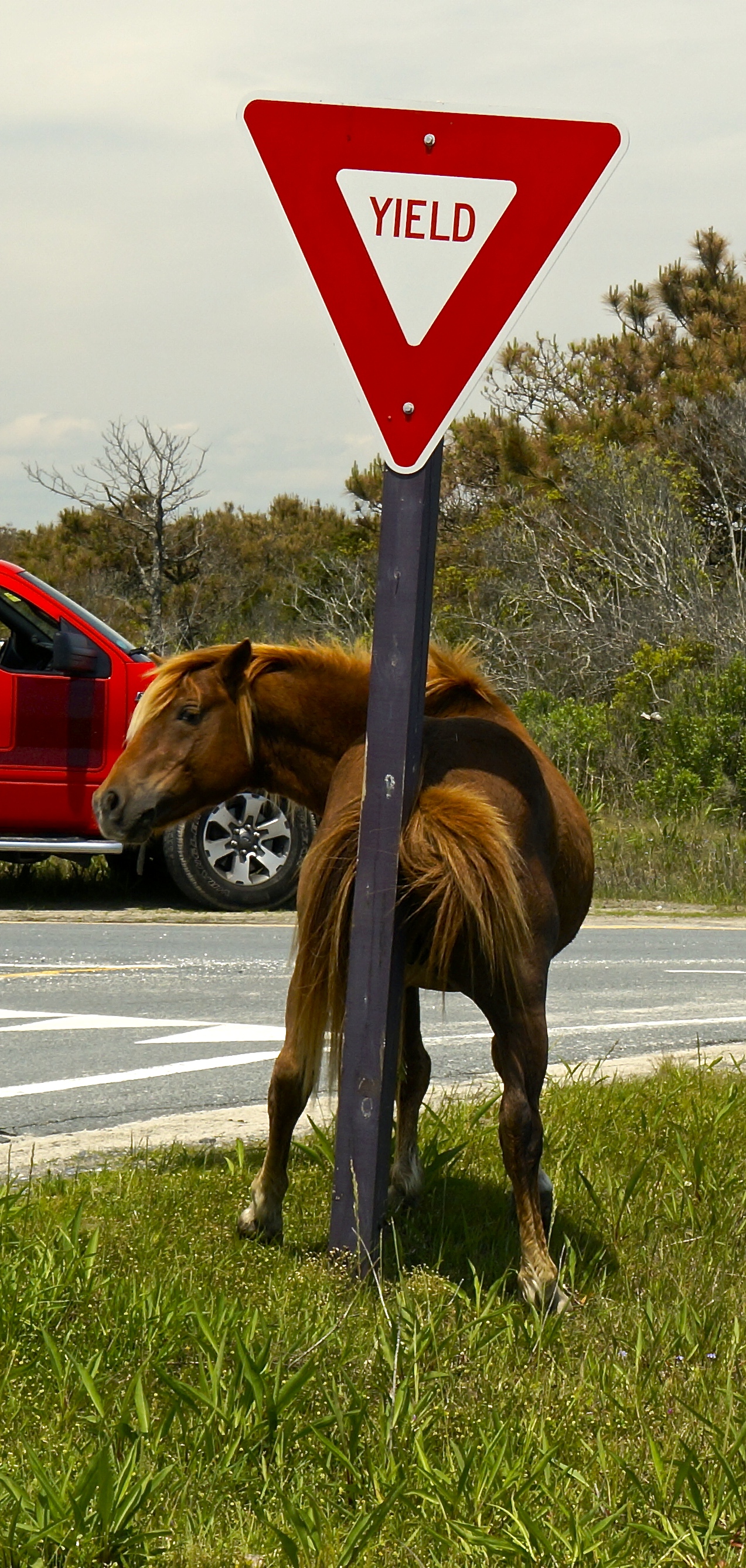 Dog Friendly Beach at Assateague Island National Seashore