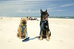 Dog Friendly Beach at Assateague Island National Seashore