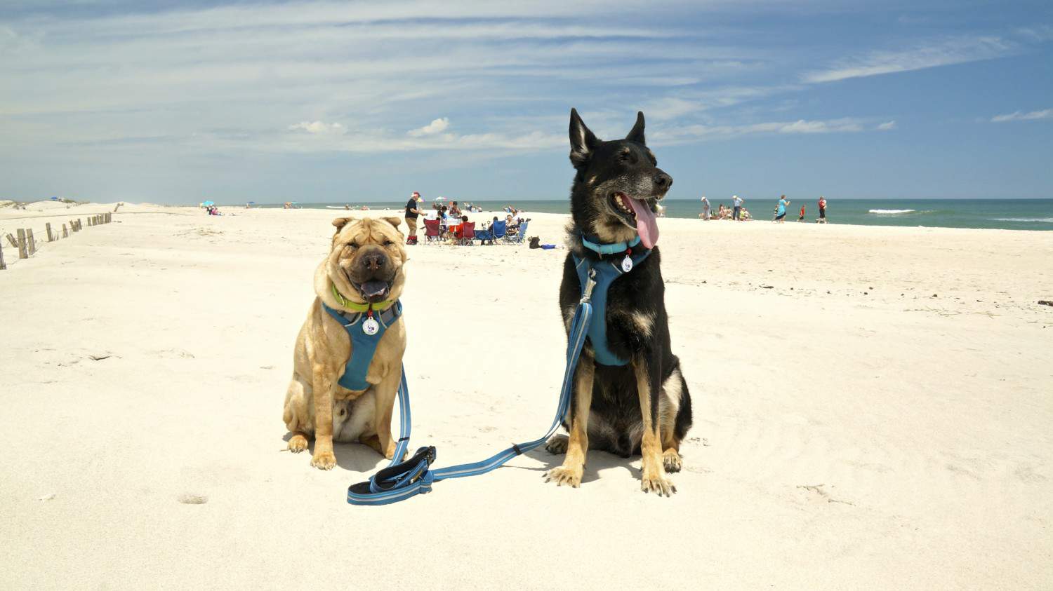 Dog Friendly Beach At Assateague Island National Seashore