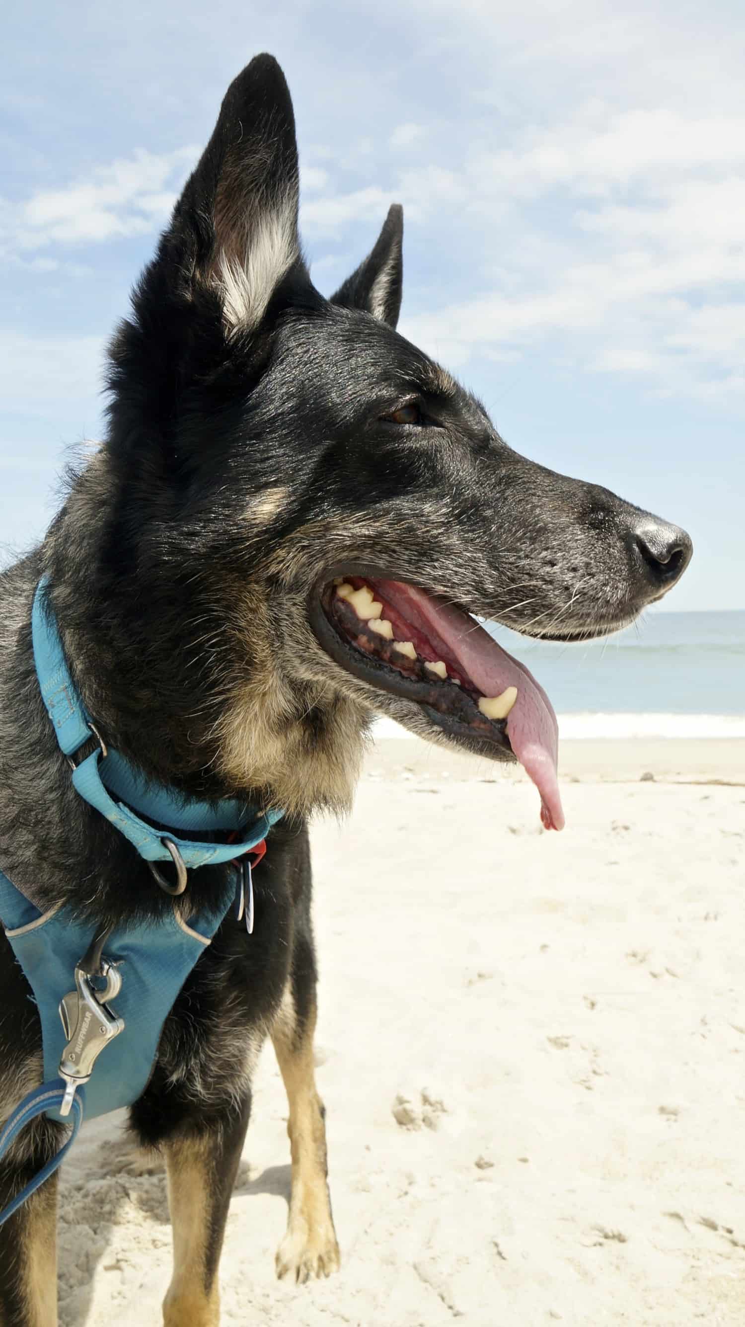 Dog Friendly Beach at Assateague Island National Seashore