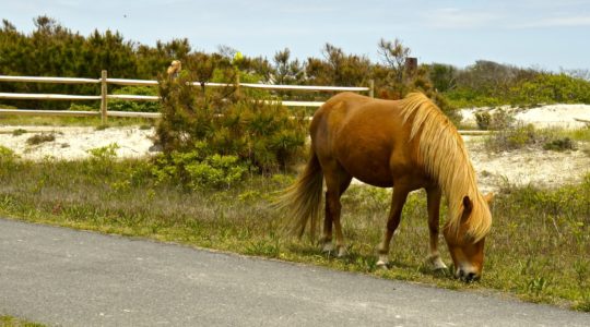Dog Friendly Beach at Assateague Island National Seashore