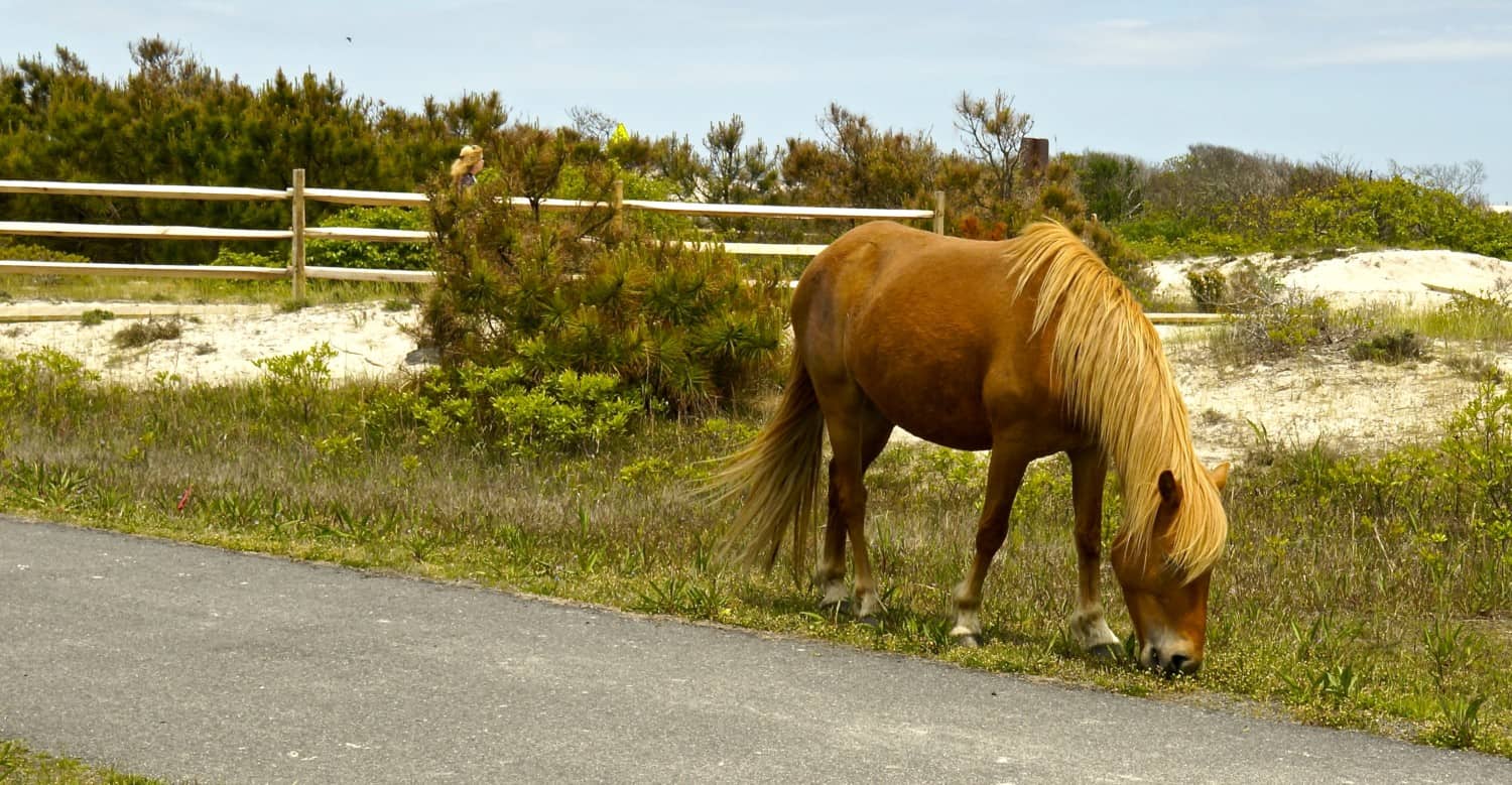 Dog Friendly Beach at Assateague Island National Seashore