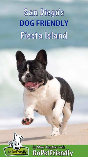 French Bulldog puppy running on the dog friendly beach at Fiesta Island near San Diego, CA