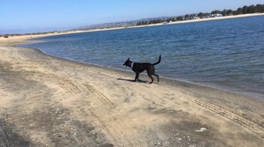 Fiesta Island - San Diego, CA