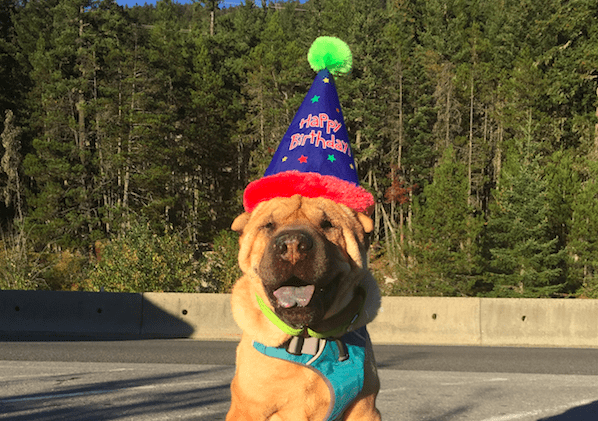 what do you need to take a dog across the canadian border