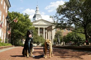 Things to Consider When Visiting Annapolis With Dogs