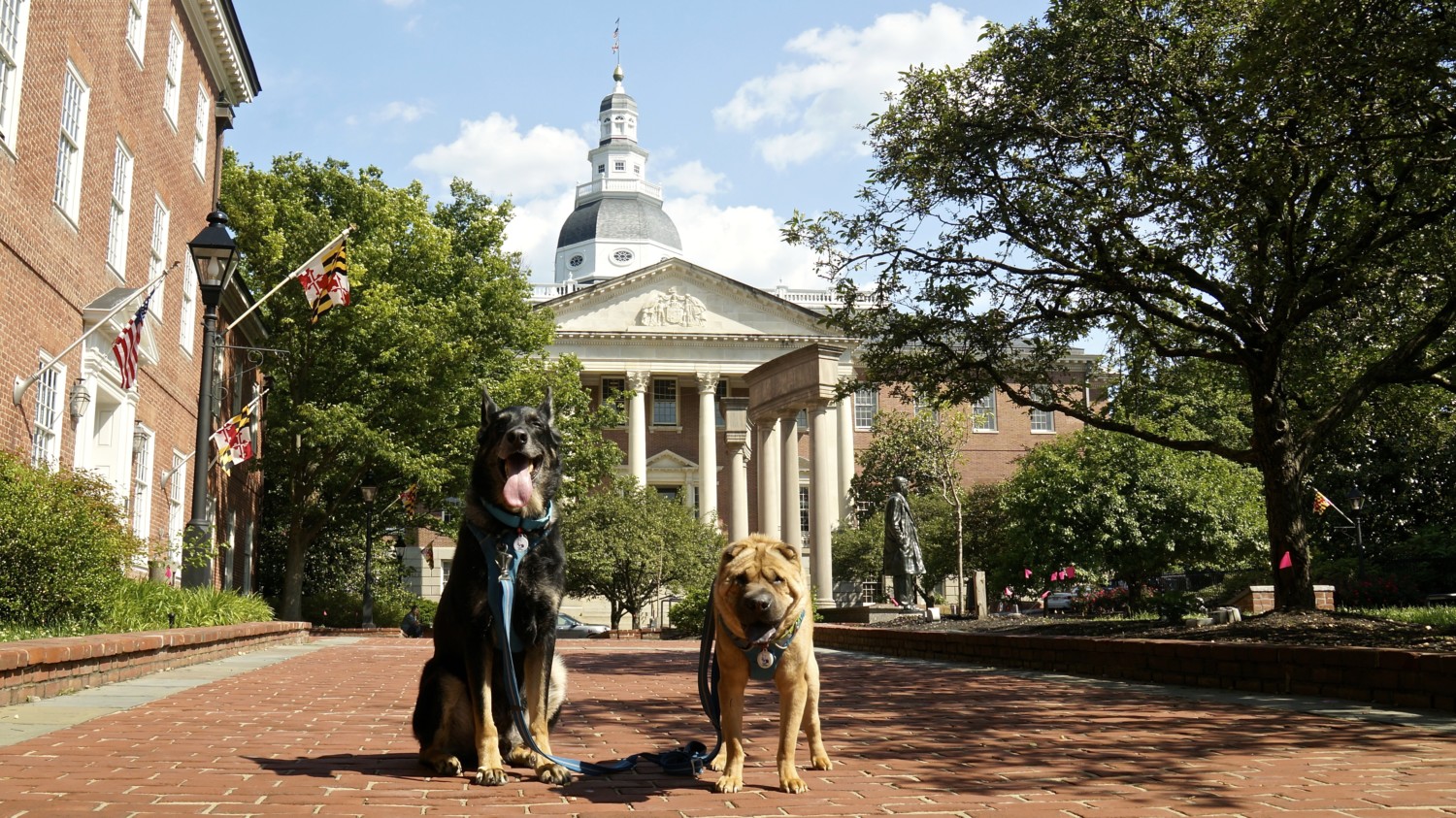 Things to Consider When Visiting Annapolis With Dogs