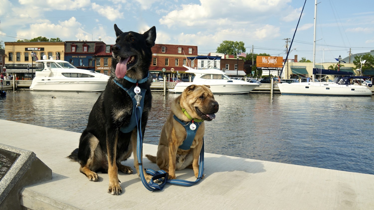 Visiting Annapolis, MD with GoPetFriendly.com