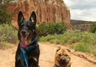 Dog Friendly Off-Leash Hiking on Federal Lands | GoPetFriendly.com