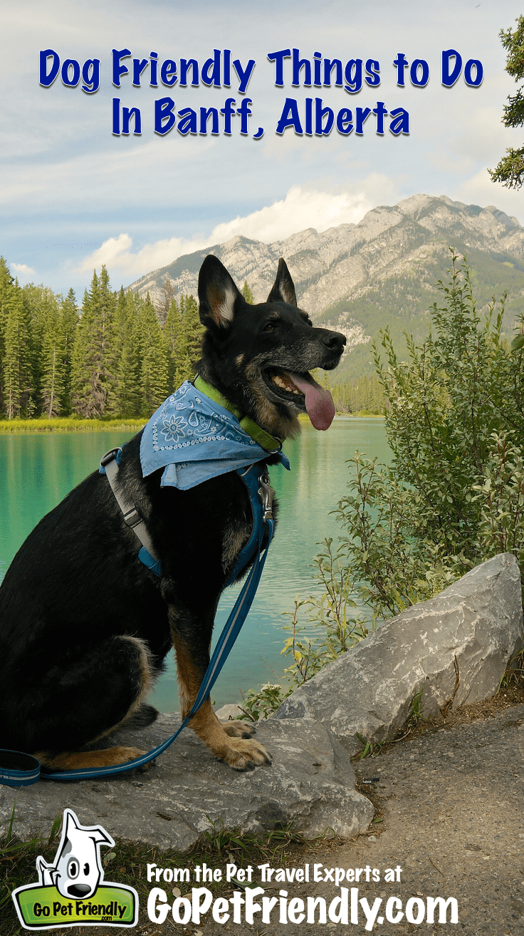 Visiting Dog Friendly Banff, AB | GoPetFriendly.com