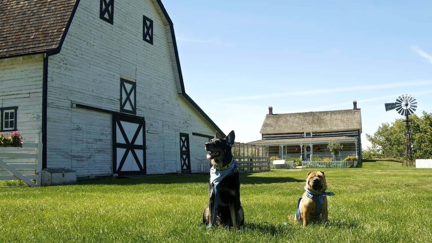 A Dog Friendly Visit to Medicine Hat, AB | GoPetFriendly.com