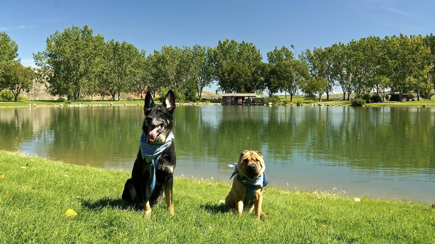 A Dog Friendly Visit to Medicine Hat, AB | GoPetFriendly.com