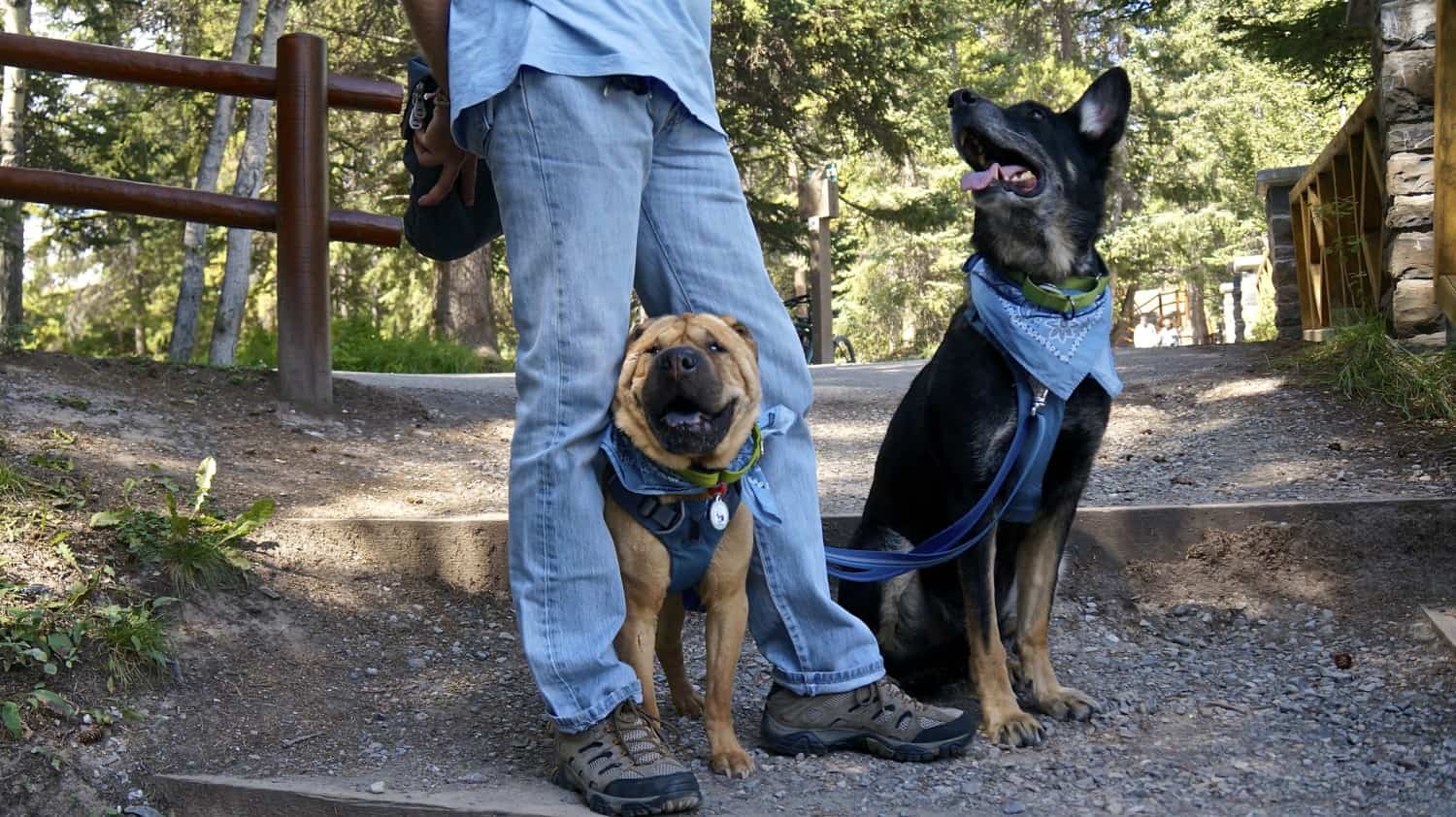 Visiting Dog Friendly Banff, AB | GoPetFriendly.com