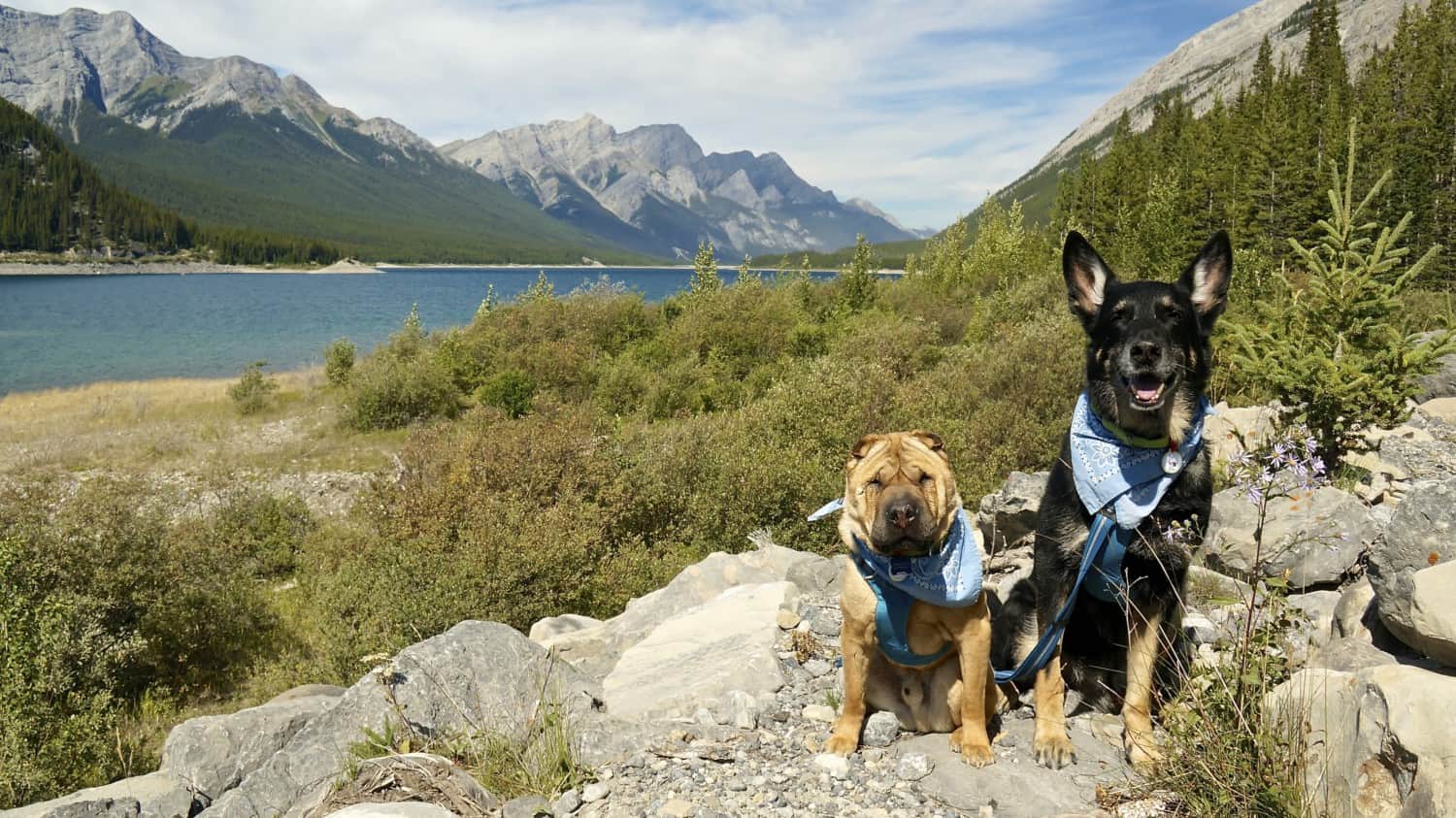 Visiting Dog Friendly Banff, AB | GoPetFriendly.com