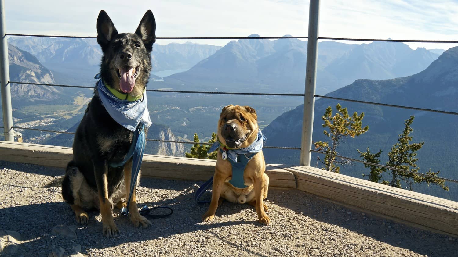 Visiting Dog Friendly Banff, AB | GoPetFriendly.com