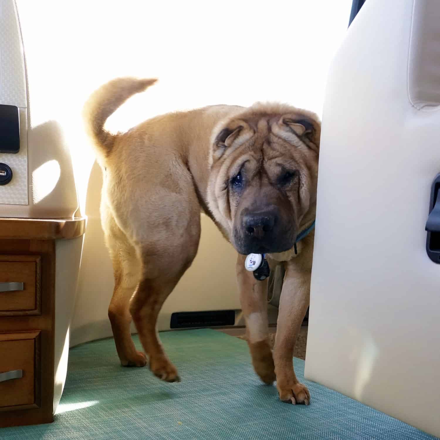 That's How We Roll: Managing Wet Dogs in an RV | GoPetFriendly.com