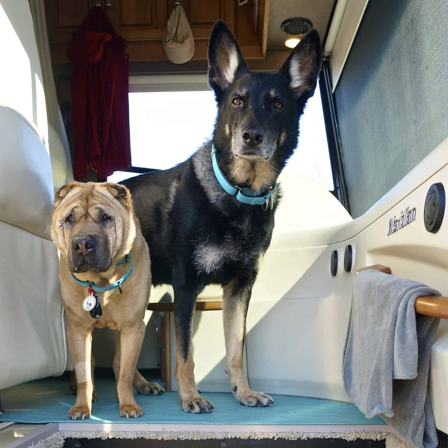 That's How We Roll: Managing Wet Dogs in an RV | GoPetFriendly.com