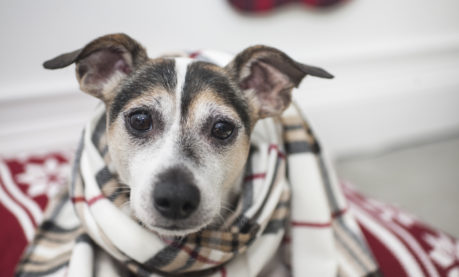 How to Avoid the Top 5 Pet Travel Mistakes | GoPetFriendly.com