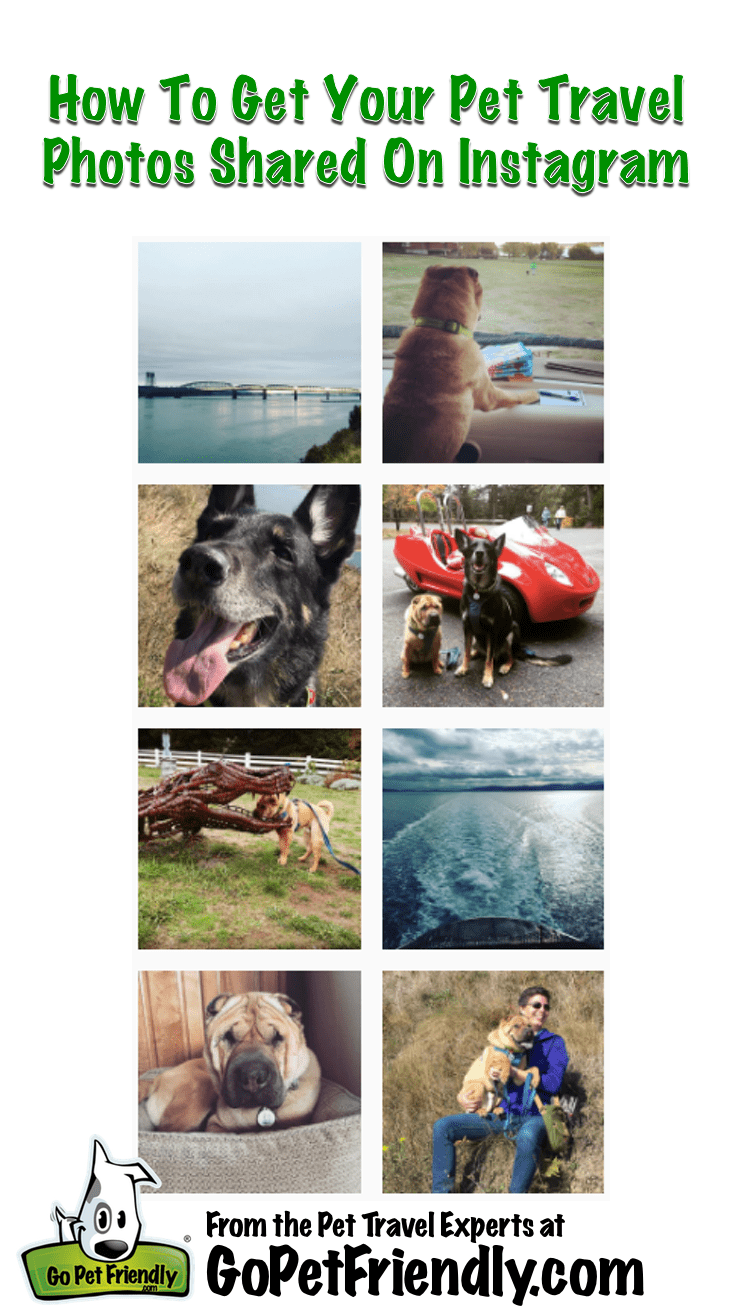 How To Make Your Traveling Pet Instagram Famous How To Make Your Traveling Pet Instagram Famous