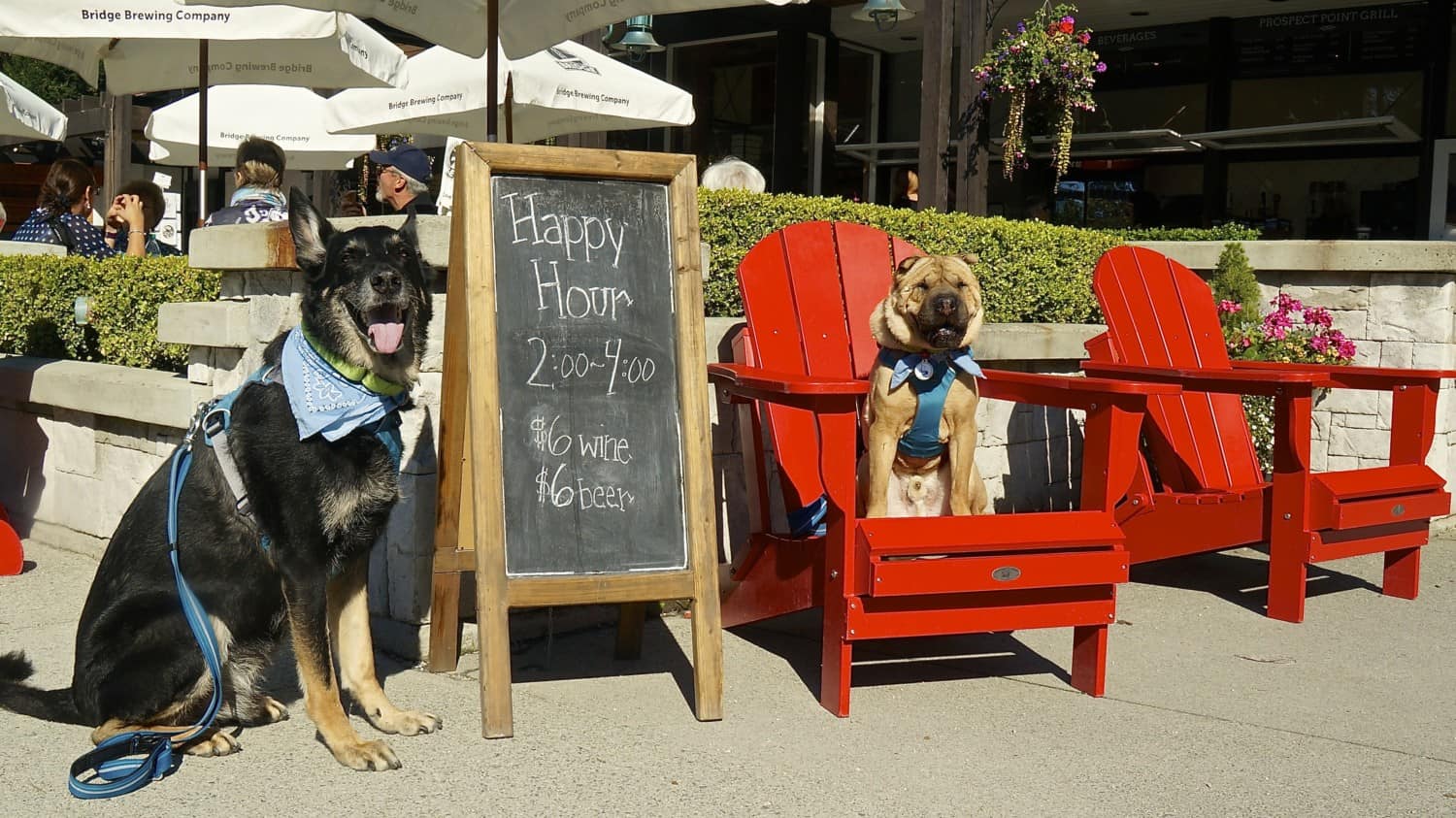 German Shepherd Dog and Shar-pei at Stanley Park in Vancouver, BC