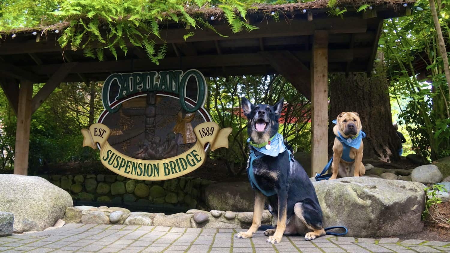 German Shepherd Dog and Shar-pei at the dog friendly Capilano Suspension Bridge in Vancouver, BC