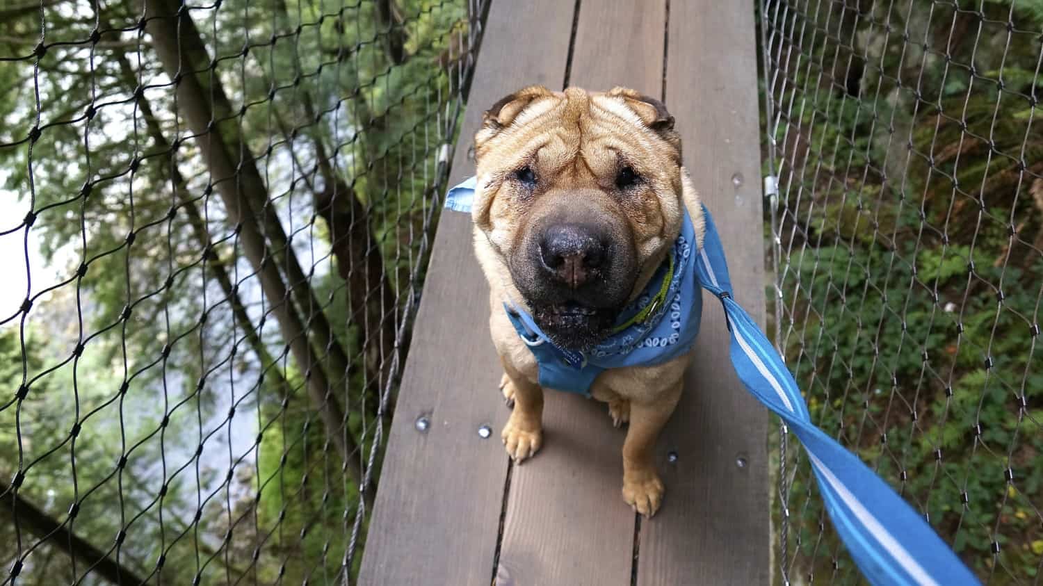 Visiting Vancouver's Famous Attractions With Dogs | GoPetFriendly.com