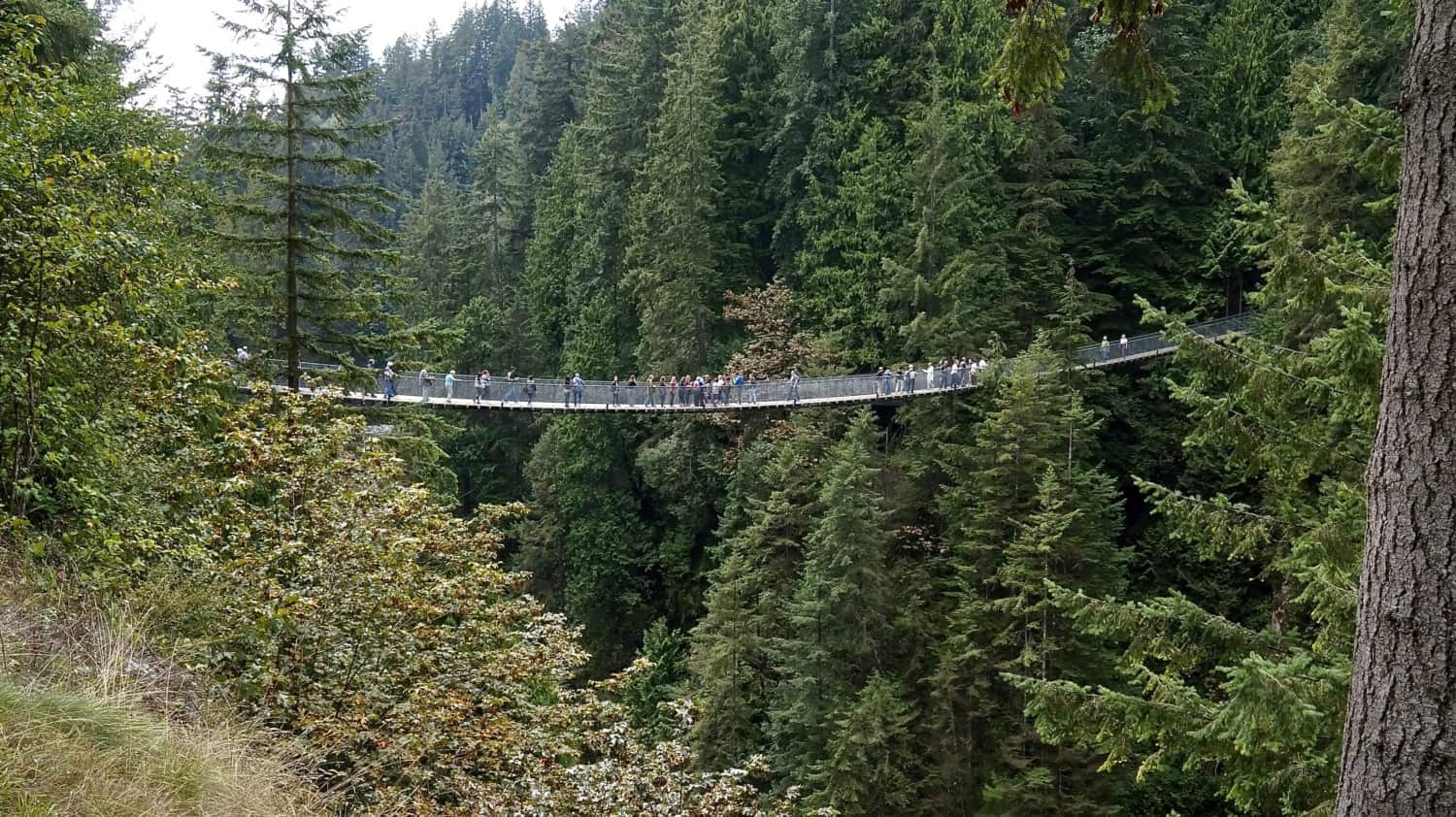 View of the dog friendly Capilano Suspension Bridge in Vancouver, BC