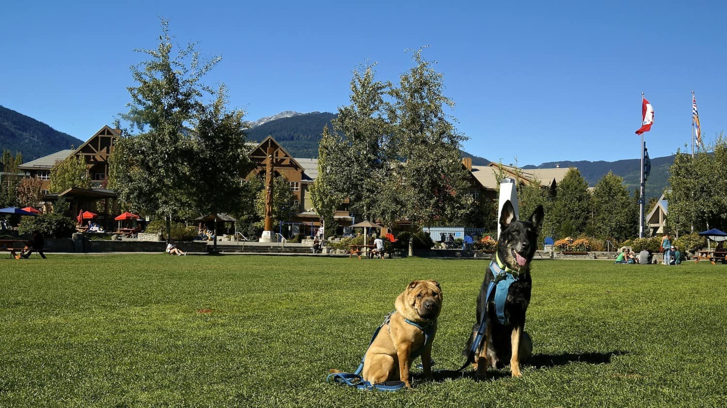 Dog Friendly Whistler, BC | GoPetFriendly.com