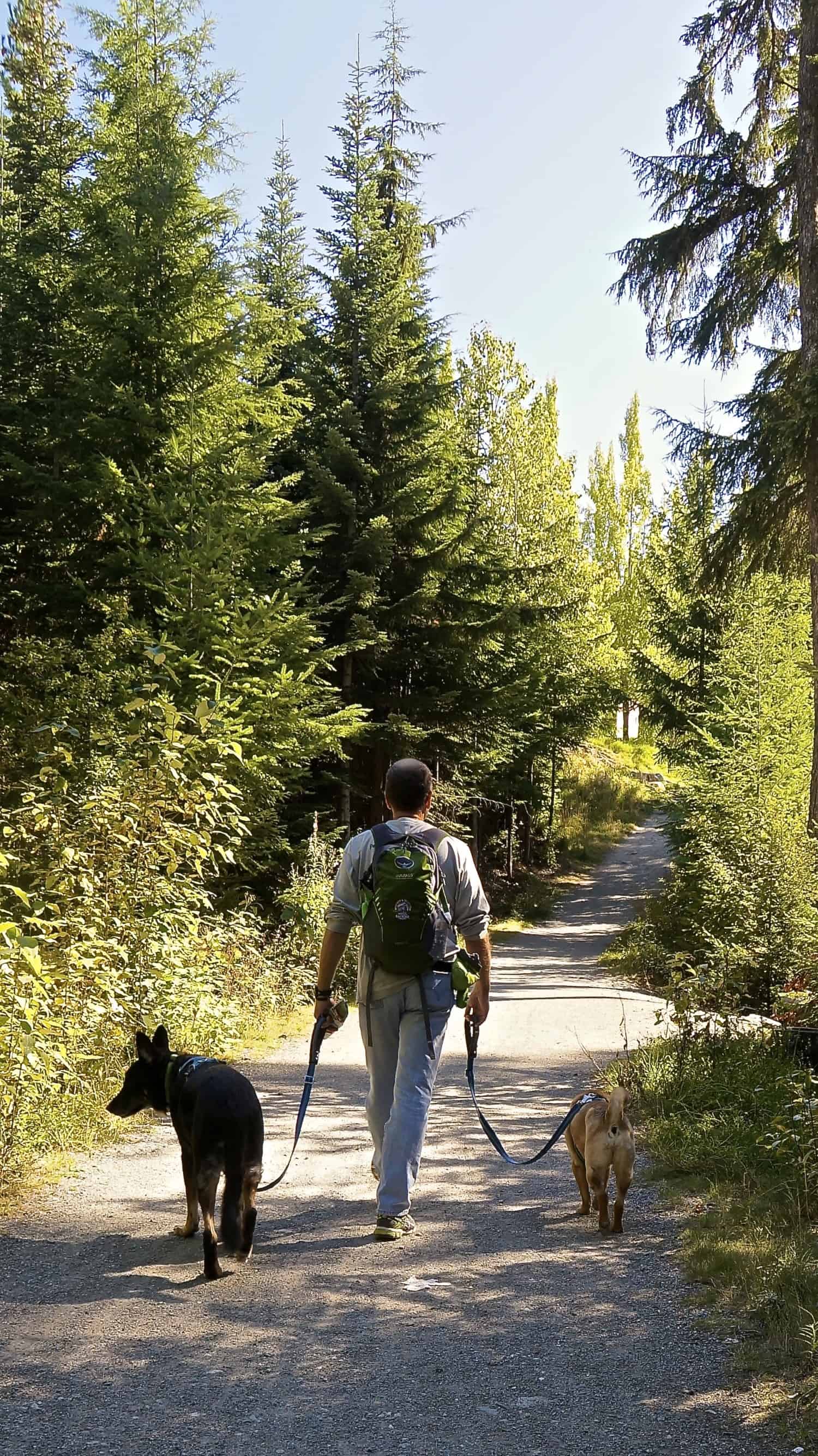 Dog Friendly Whistler, BC | GoPetFriendly.com