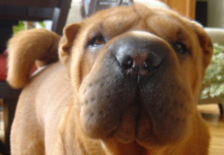 Blitzen the fever stricken Shar-pei from GoPetFriendly.com