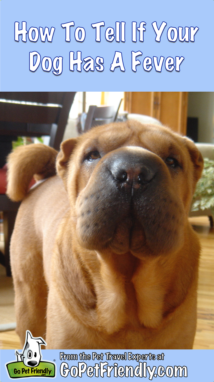 Blitzen the fever stricken Shar-pei from GoPetFriendly.com