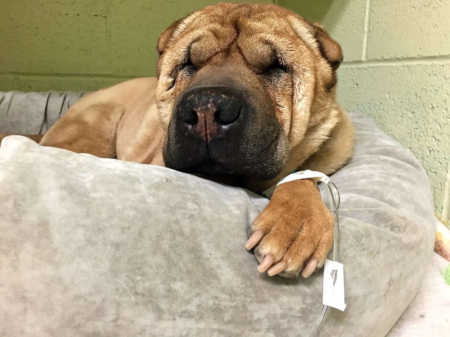Ty the Shar-pei from GoPetFriendly.com laying on a bed in the veterinary hospital with an IV in his paw