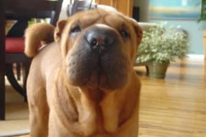 How To Tell If Your Dog Has A Fever | GoPetFriendly.com